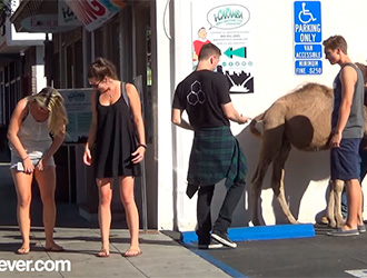 Pegadinha da ‘Pata de Camelo’ (Capô de fusca)