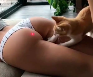 Nada mais fofo que um gatinho brincando com um ponto laser