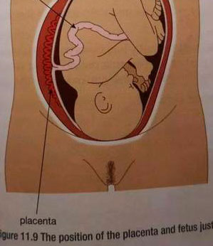 Livro de Biologia causa polêmica no Reino Unido ao exibir ilustração de vagina à brasileira